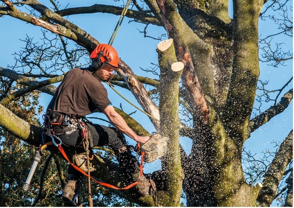 Baumpflege Baumschnitt Hoppegarten